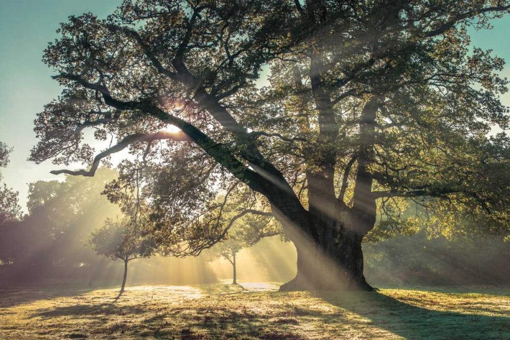 Wall Art Painting id:36385, Name: Breaking Through, Artist: Frank, Assaf