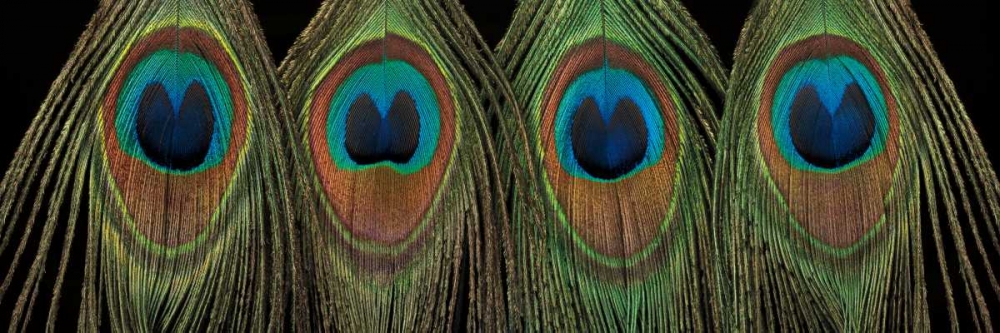 Art Print: Royal Show