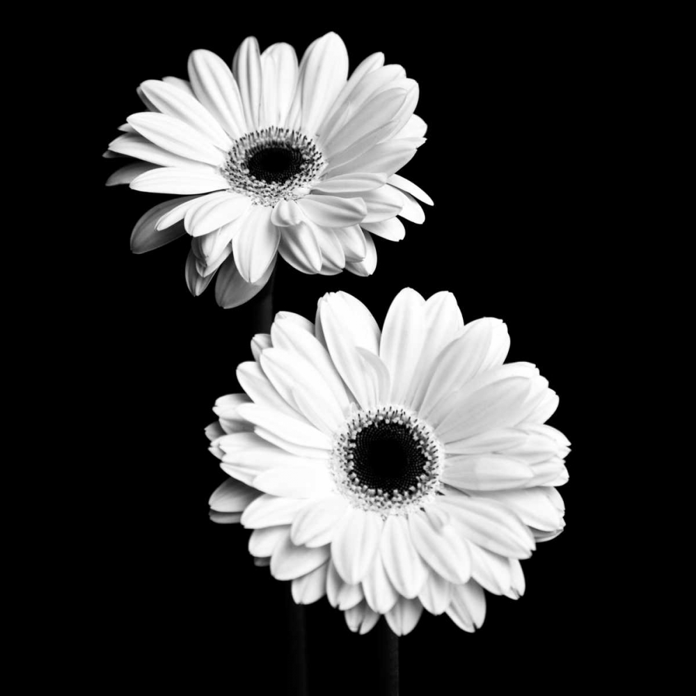 Art Print: Gerbera Portrait I