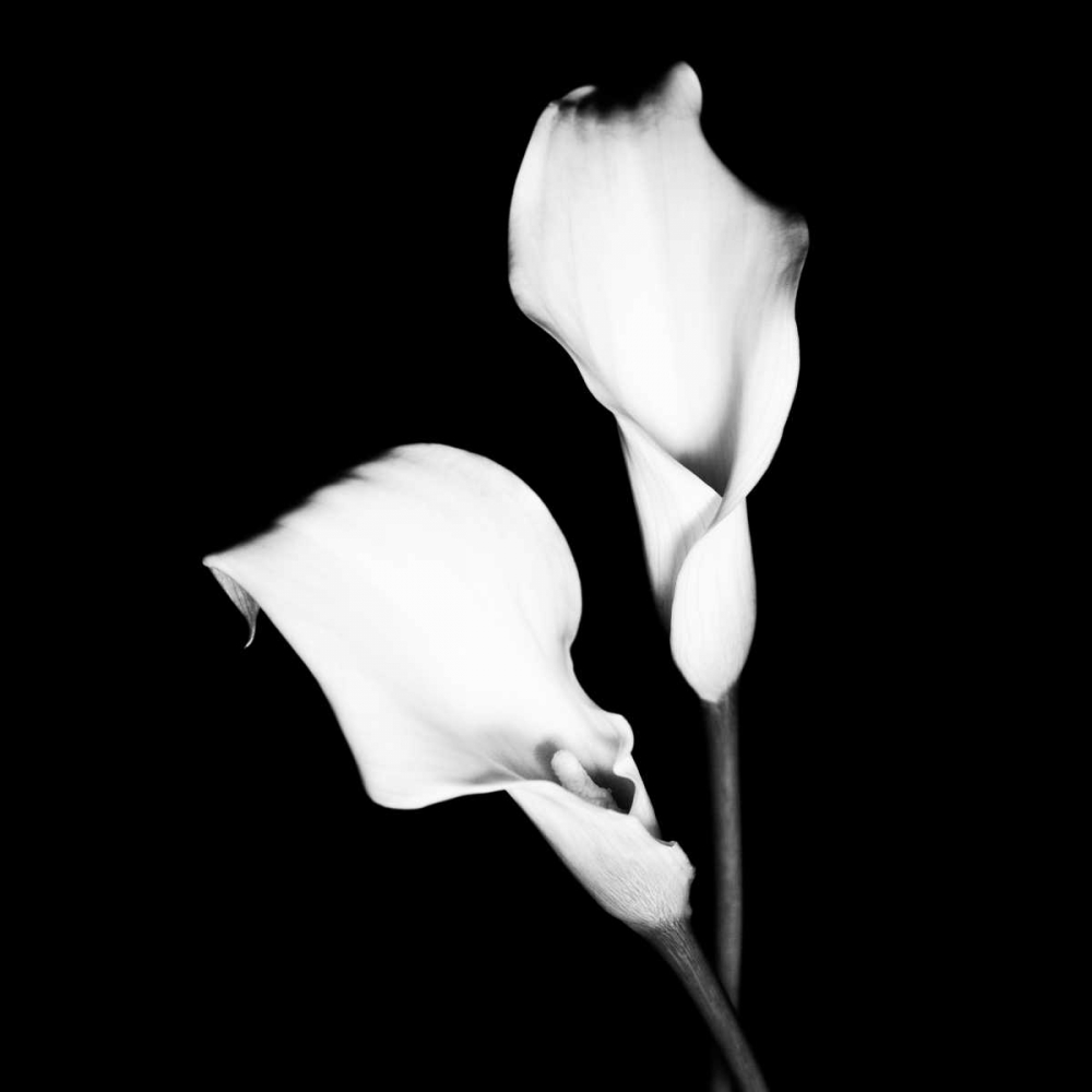 Art Print: Calla Portrait I