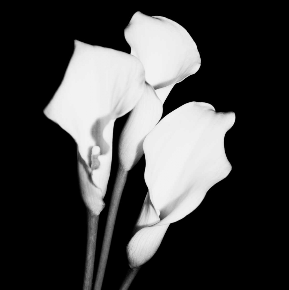 Art Print: Calla Portrait II