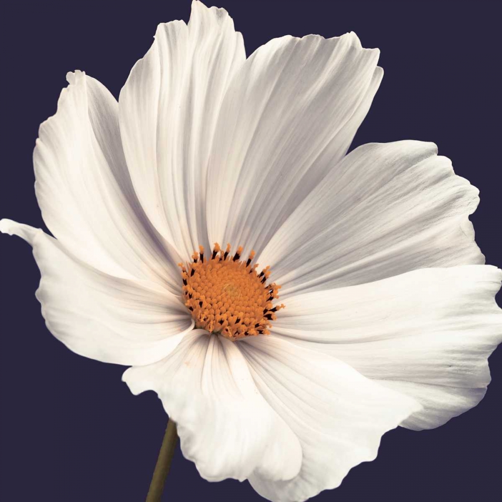 Wall Art Painting id:36464, Name: Cosmos I, Artist: Frank, Assaf