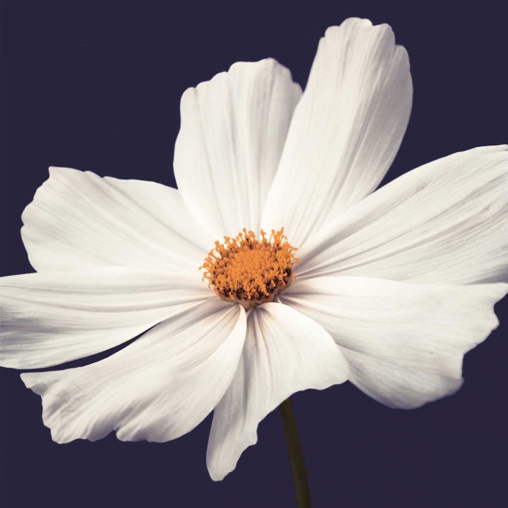 Wall Art Painting id:36465, Name: Cosmos II, Artist: Frank, Assaf