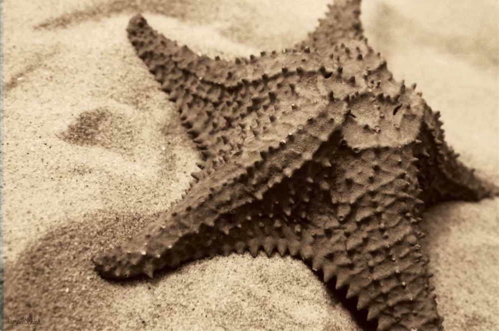 Art Print: Starfish