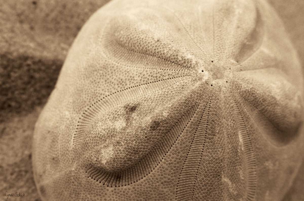 Art Print: Sand Dollar
