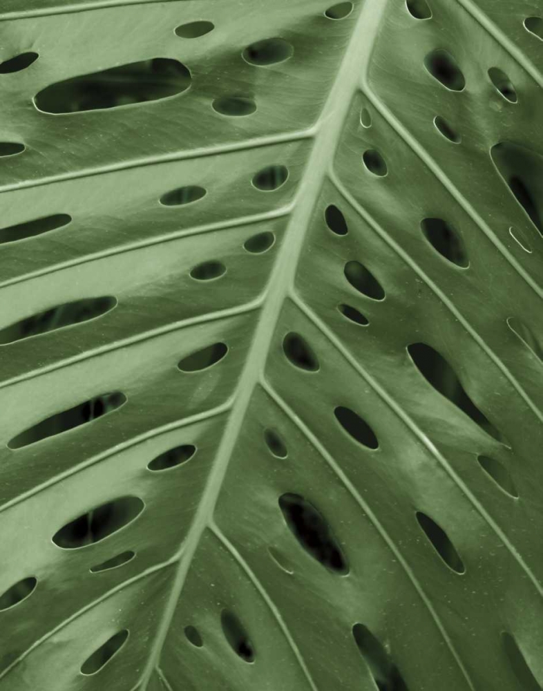 Art Print: Tropica II