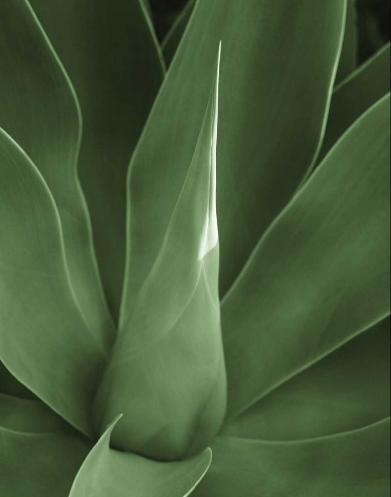 Art Print: Tropica III