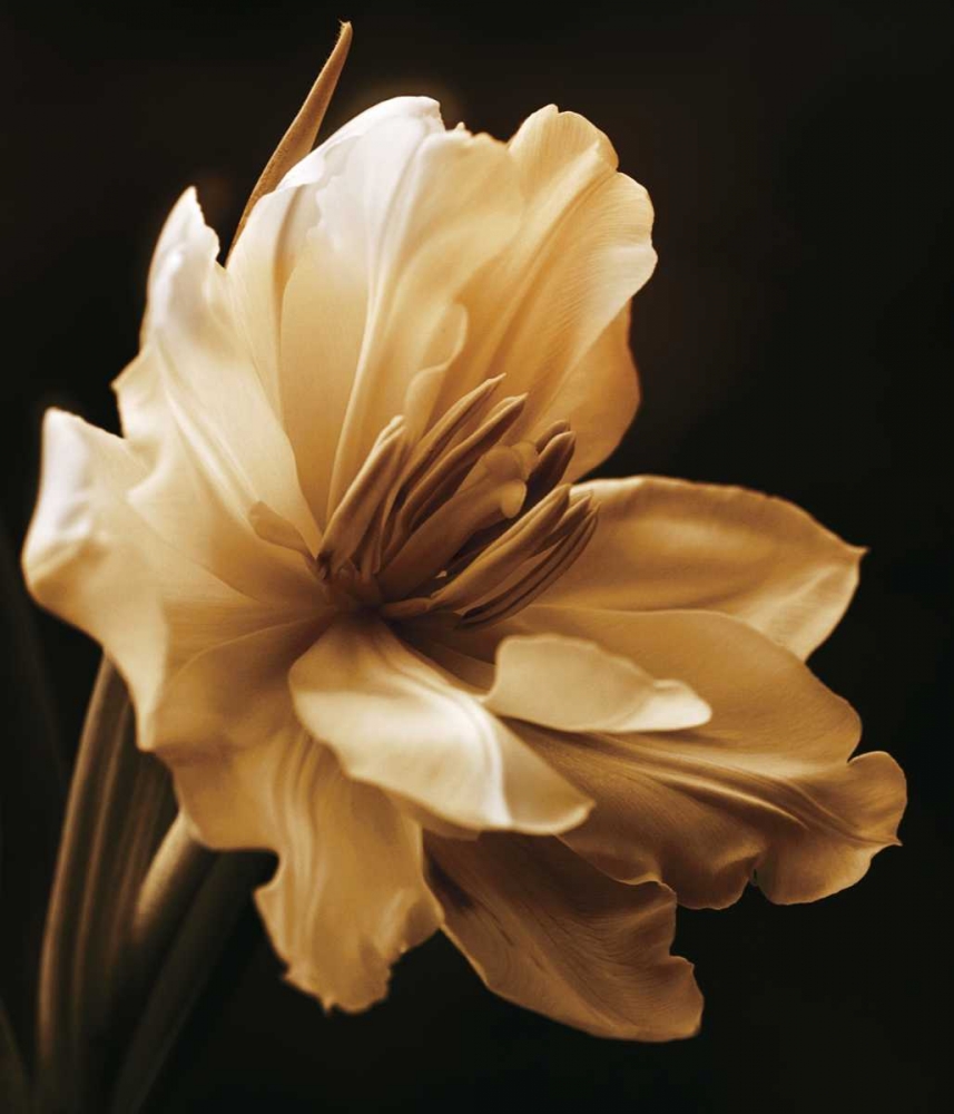 Wall Art Painting id:11634, Name: Timeless Grace I, Artist: Britt, Charles