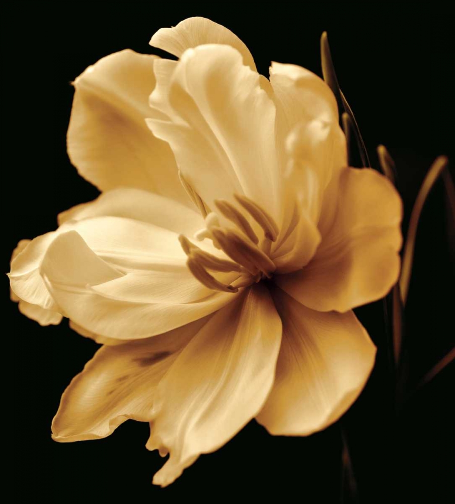 Wall Art Painting id:12798, Name: Timeless Grace III, Artist: Britt, Charles