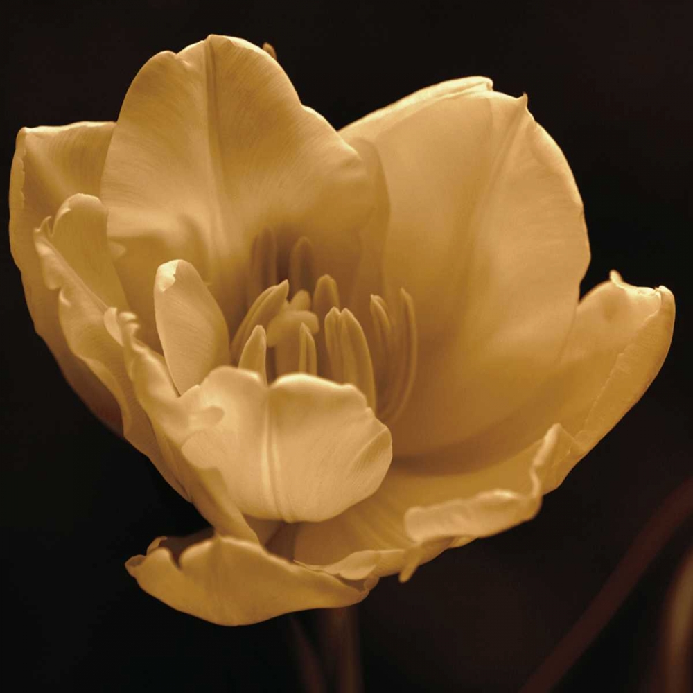 Wall Art Painting id:12799, Name: Timeless Grace IV, Artist: Britt, Charles