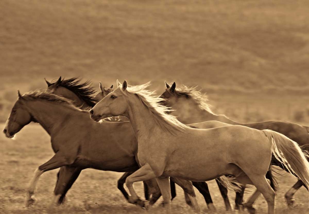 Art Print: Like the Wind II