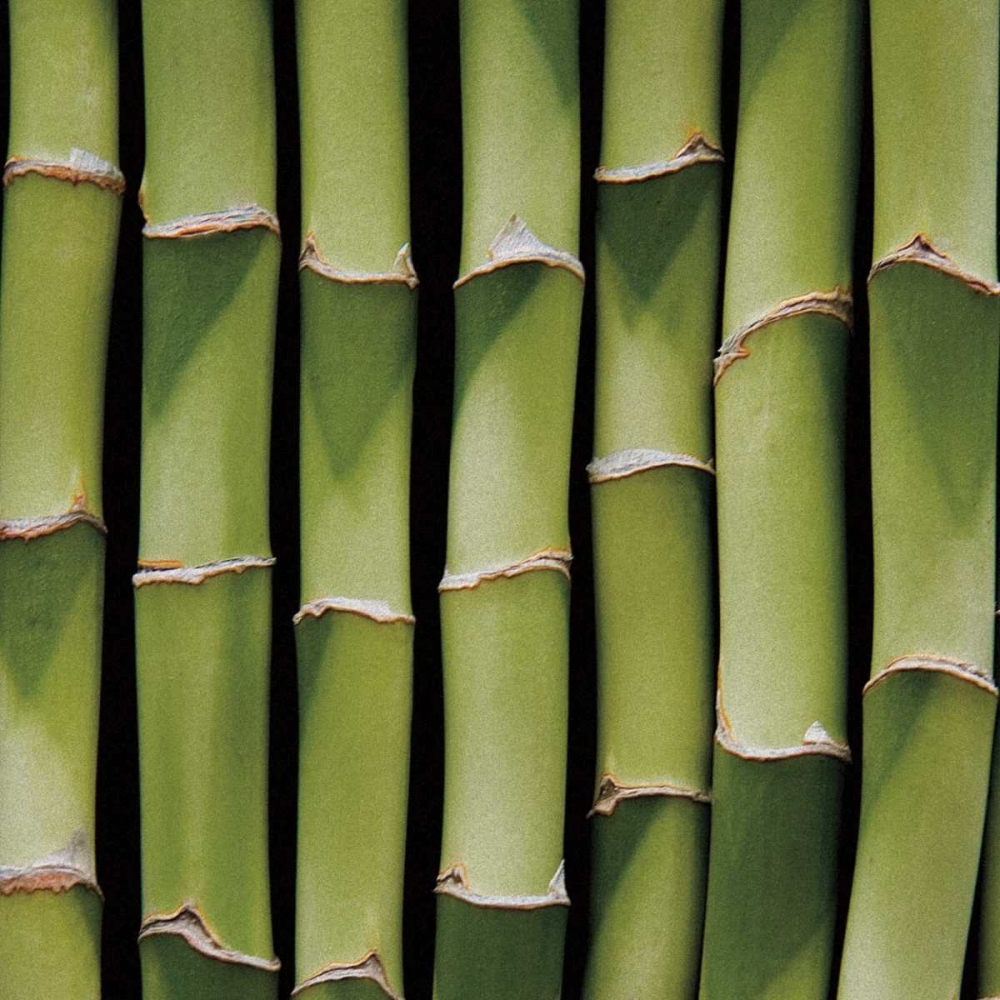 Art Print: Bamboo Lengths
