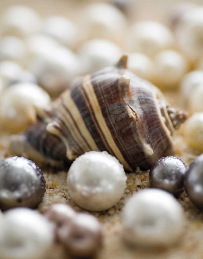 Art Print: Sea Jewels II