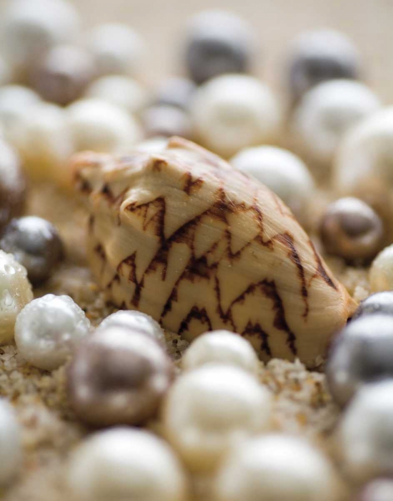 Art Print: Sea Jewels IV