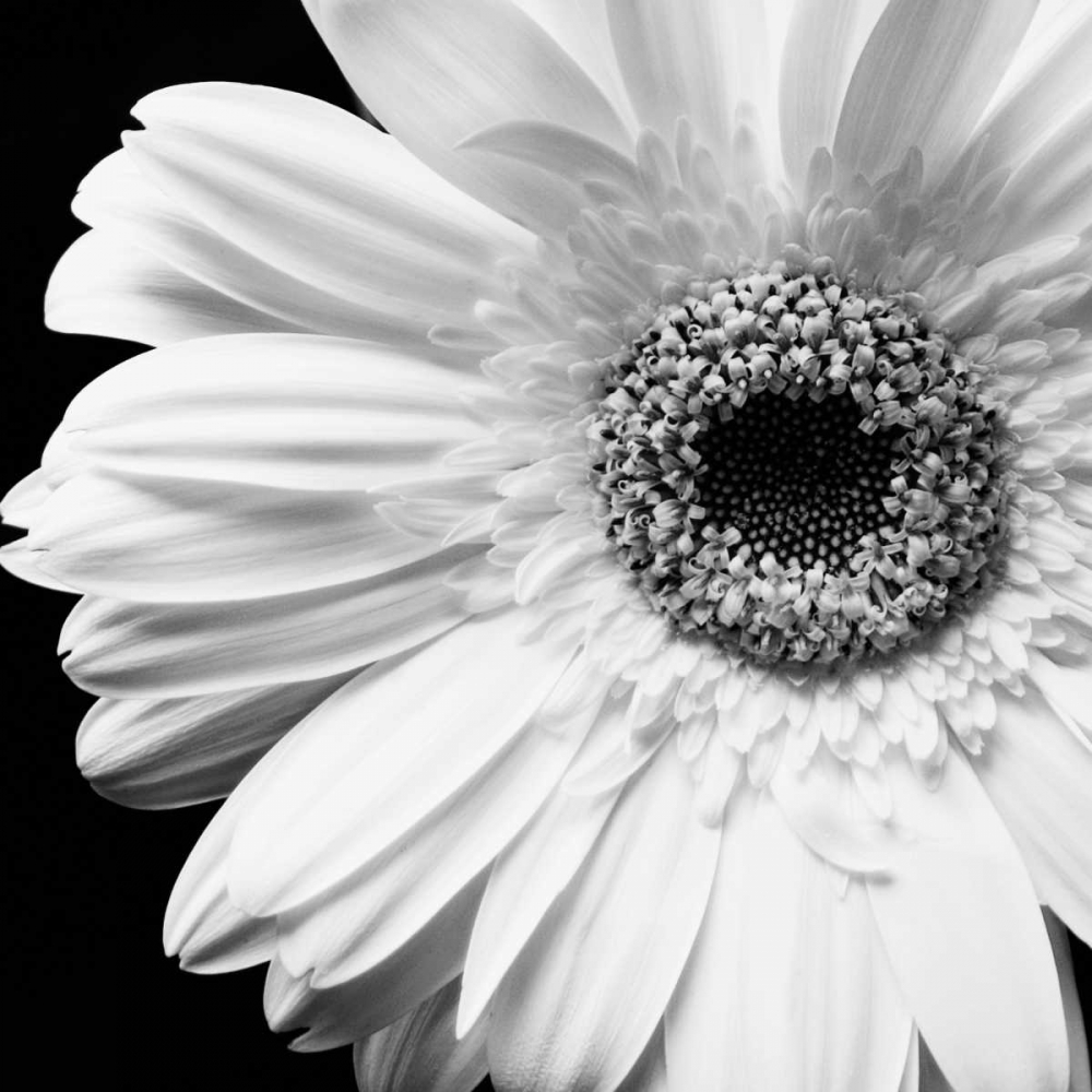 Art Print: Sunburst I