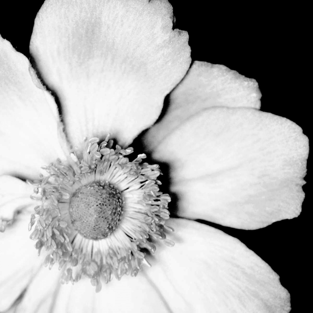 Art Print: Sunburst IV