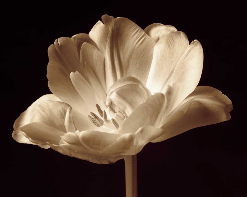 Wall Art Painting id:12759, Name: Champagne Tulip III, Artist: Britt, Charles