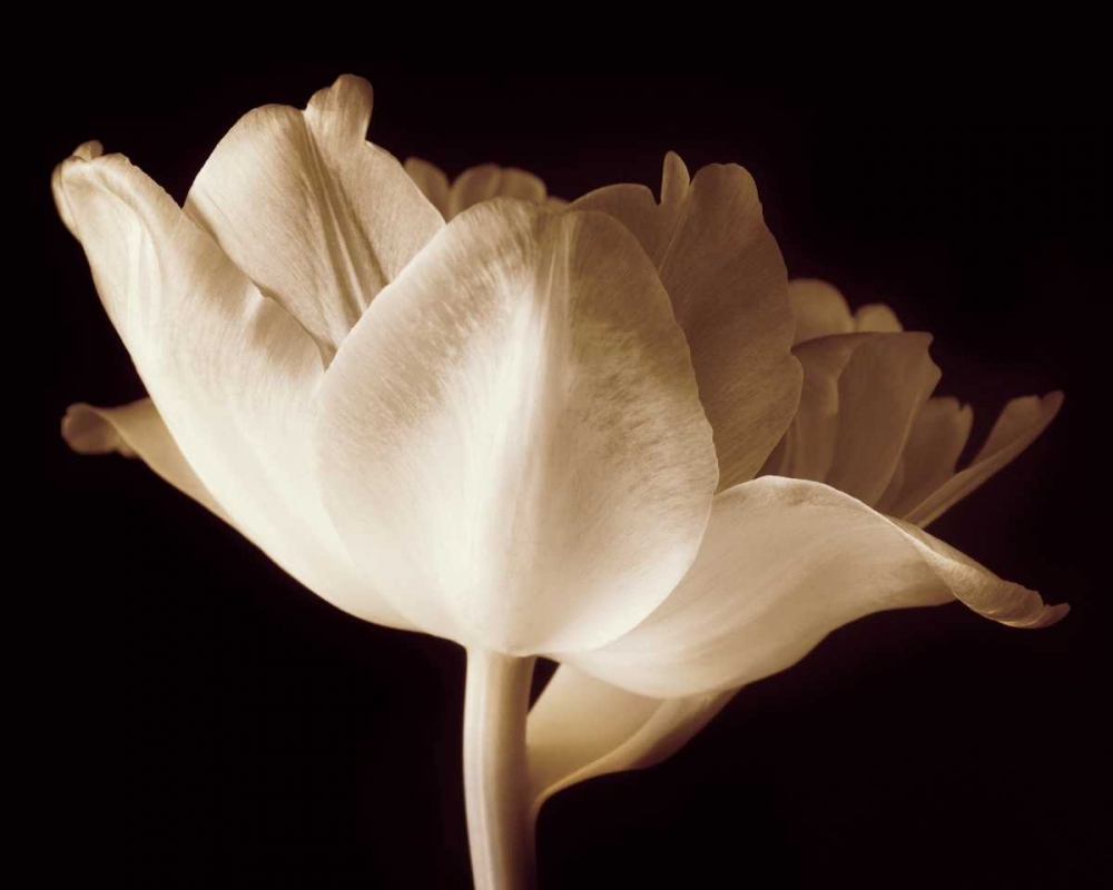 Wall Art Painting id:12760, Name: Champagne Tulip IV, Artist: Britt, Charles