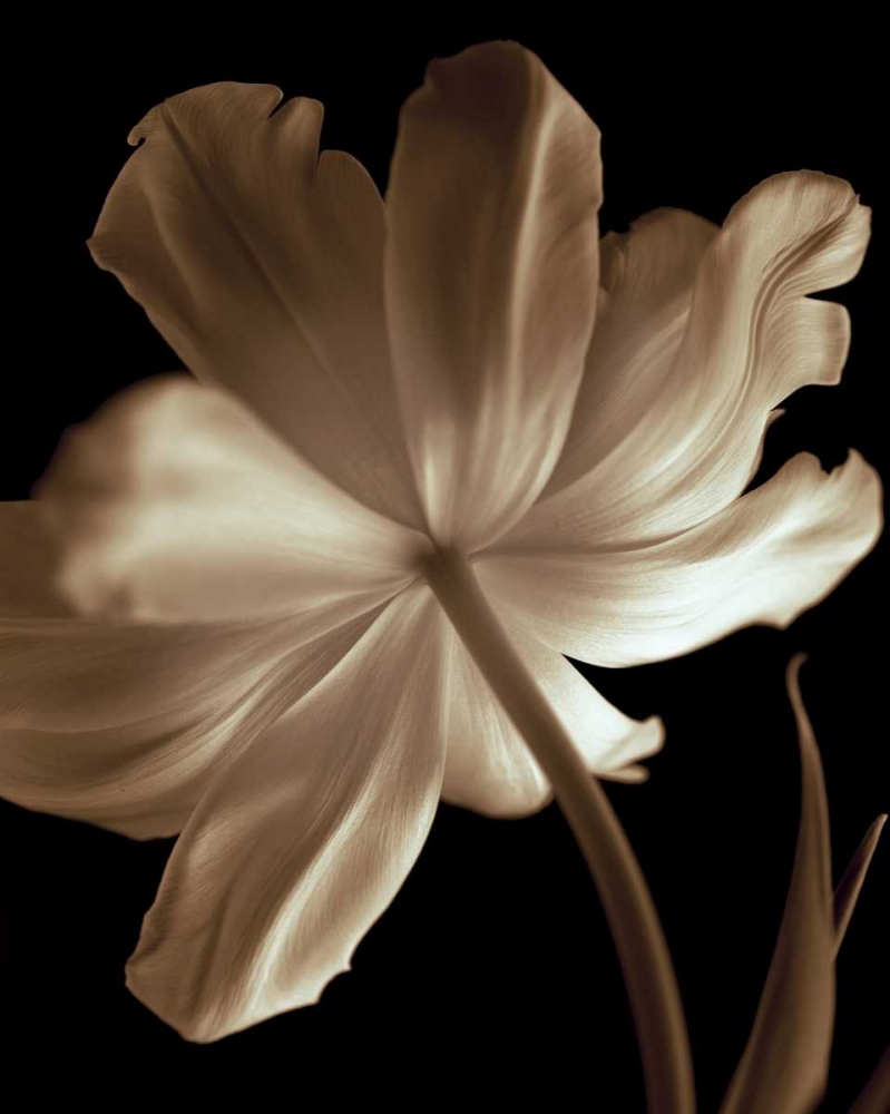 Wall Art Painting id:11690, Name: Champagne Tulip II, Artist: Britt, Charles