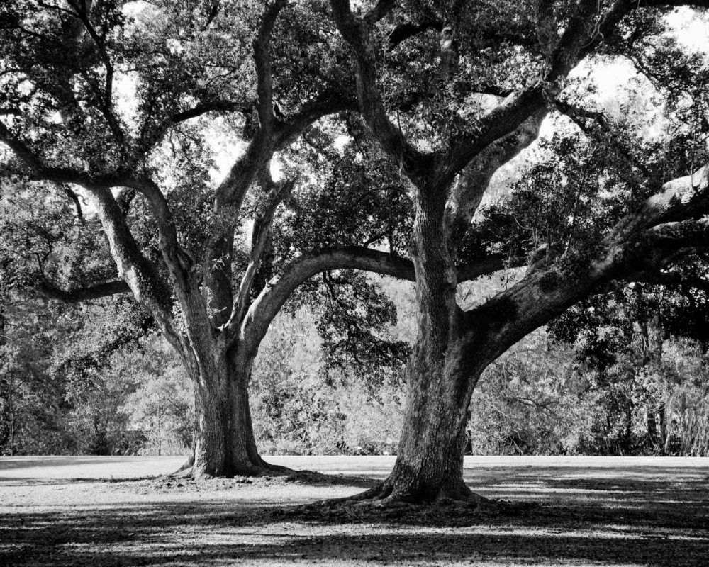 Art Print: Oak Grove I