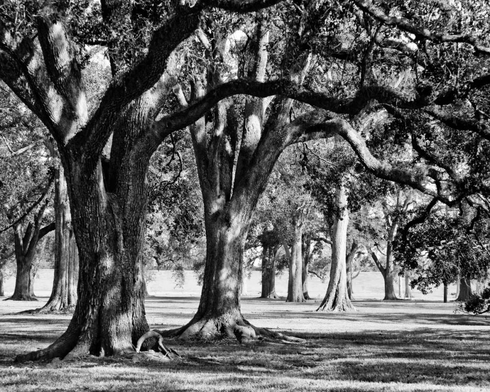 Art Print: Oak Grove II
