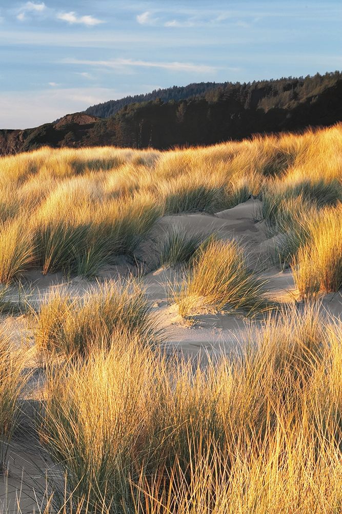 Art Print: Dune Grass and Beach III