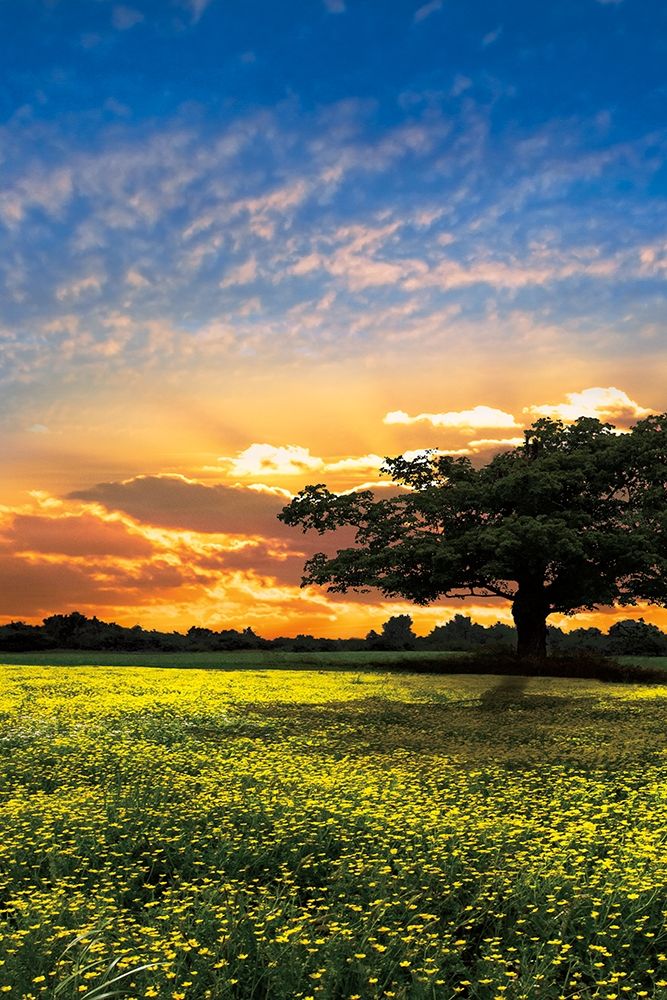 Wall art: Shadows at Sunset II, by Celebrate Life Gallery