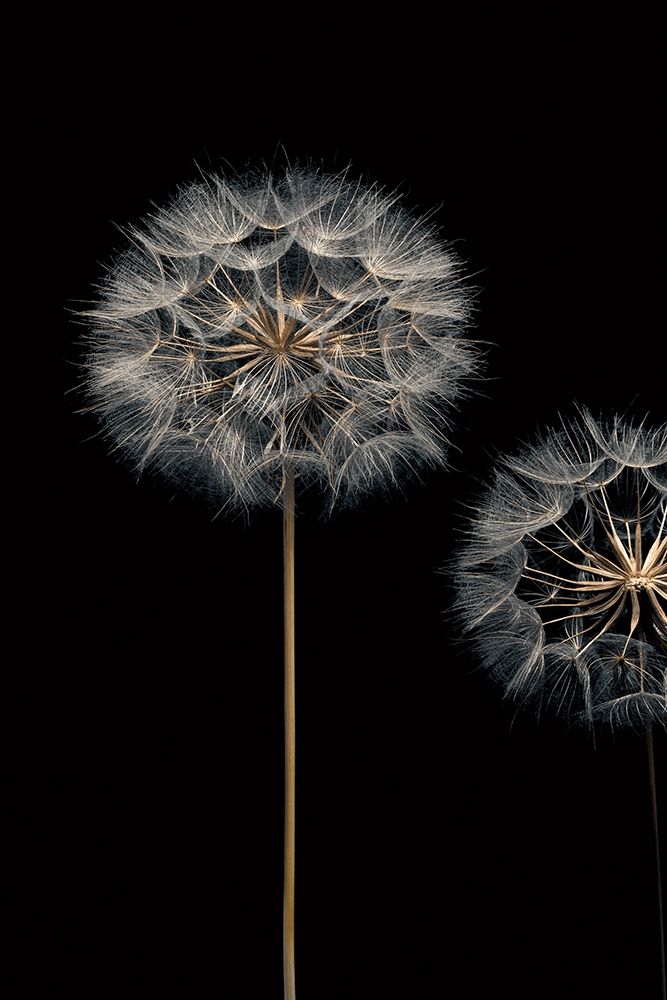 Wall art: Make A Wish I, by Frank, Assaf