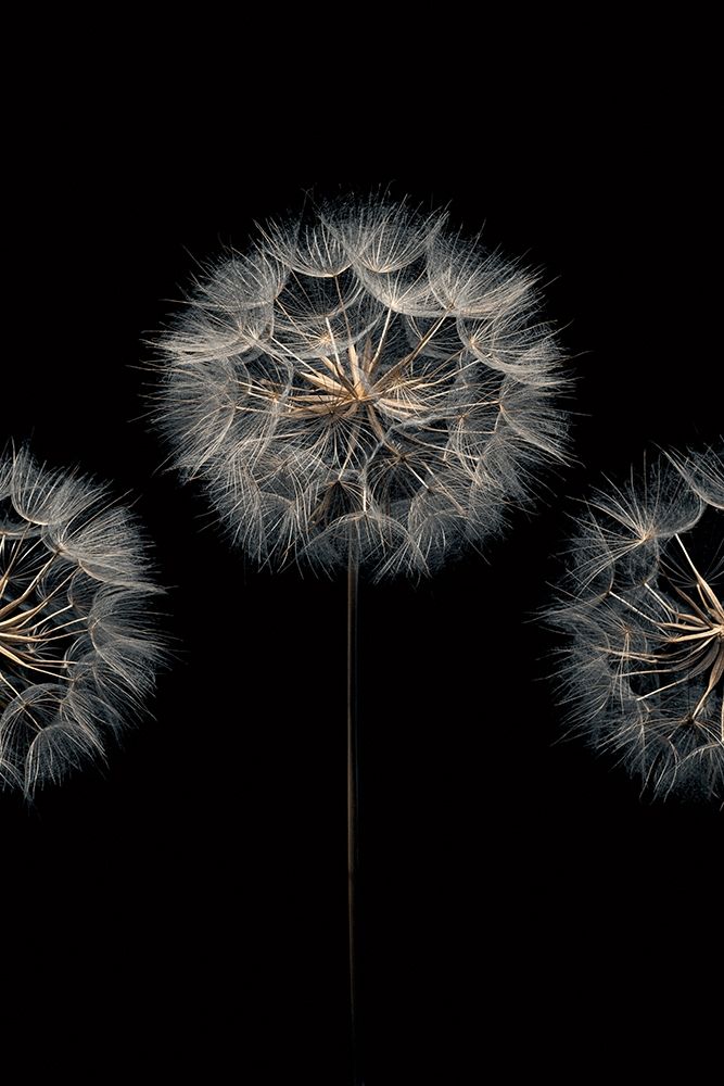 Art Print: Make A Wish II
