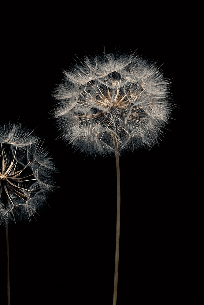 Art Print: Make A Wish III