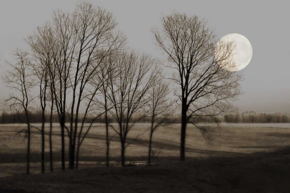 Wall art: November Moon, by Jacks, Heather