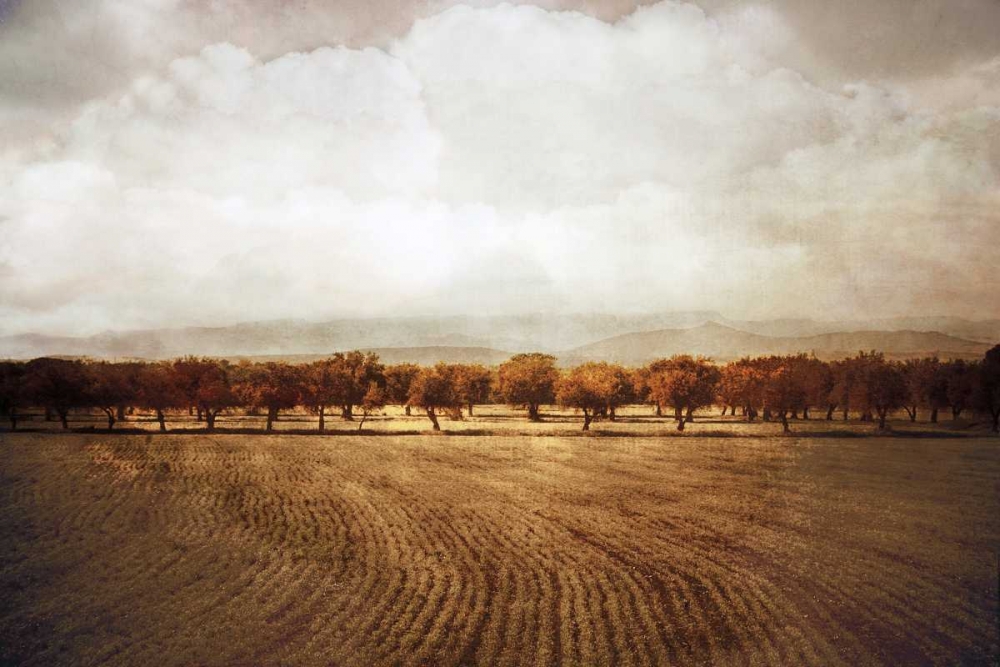 Art Print: The Olive Grove