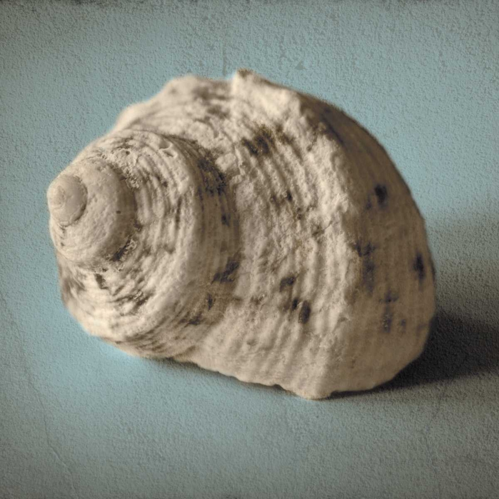 Art Print: Seashell Study I