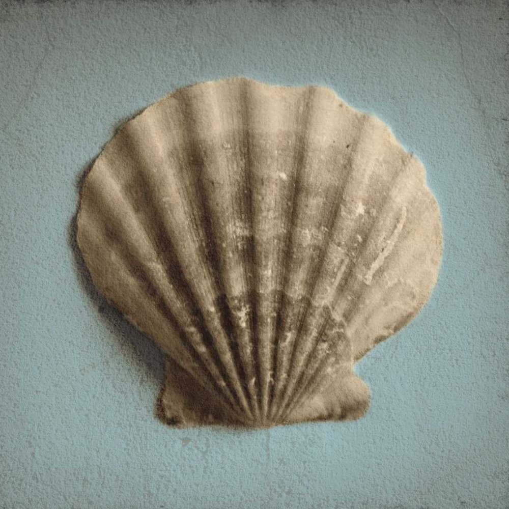 Art Print: Seashell Study II