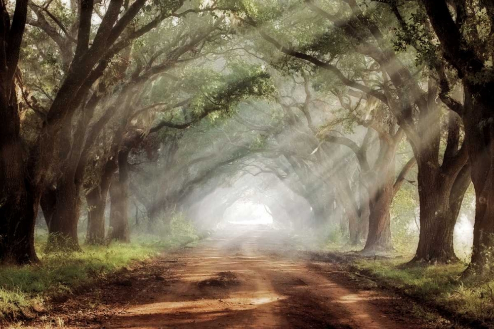 Art Print: Evergreen Plantation