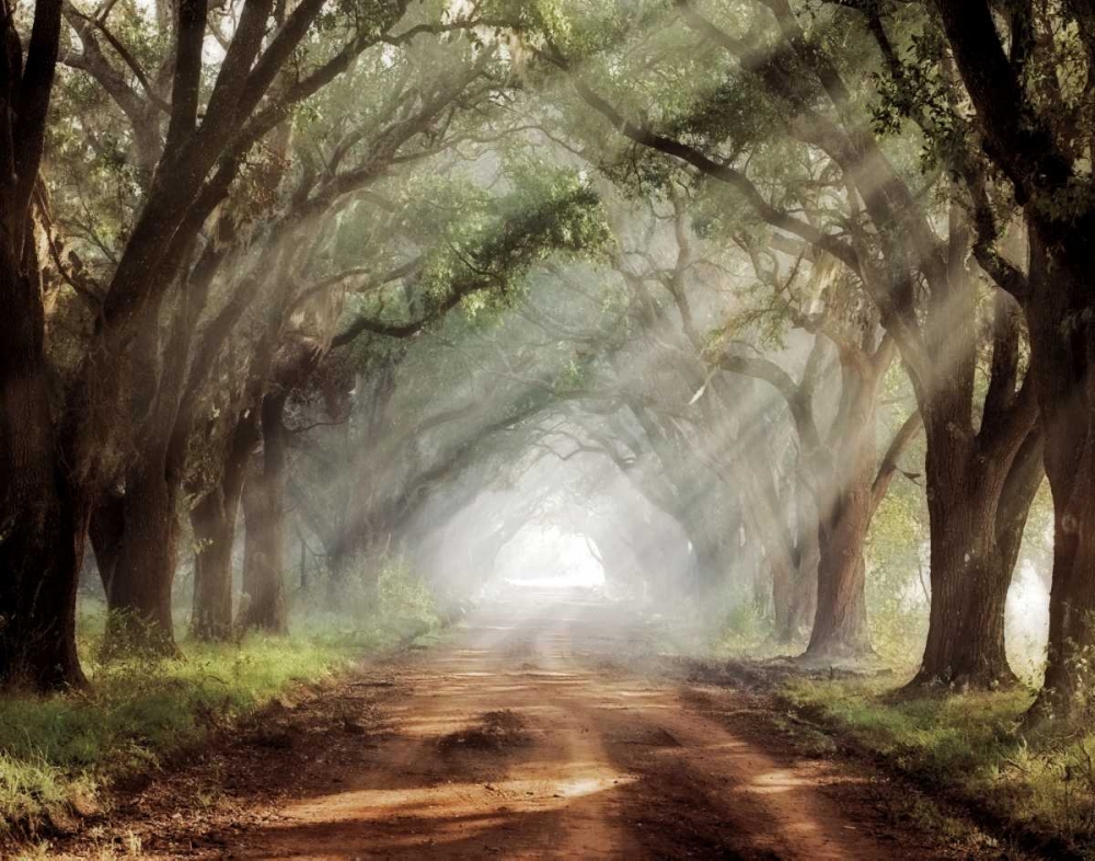 Art Print: Evergreen Plantation