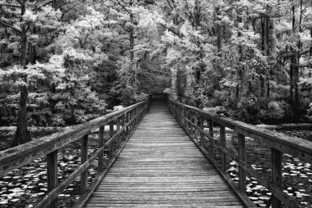 Art Print: A Walk Into Tranquility