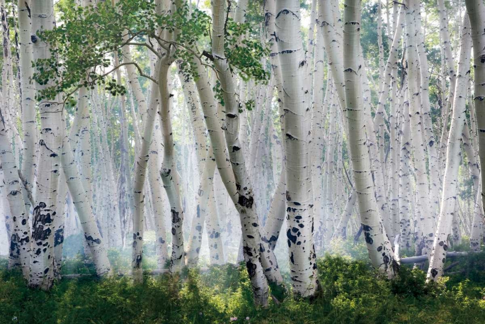 Art Print: Up In The Clouds