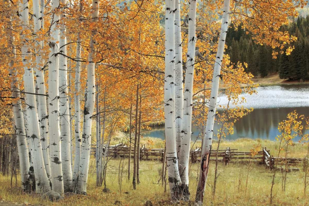 Wall art: Birch Beauty, by Jones, Mike