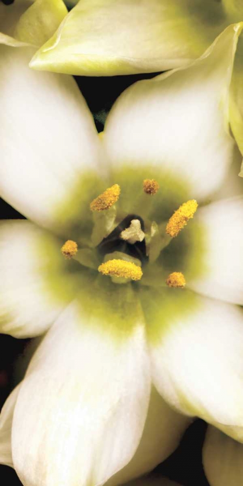 Wall Art Painting id:12702, Name: Star of Bethlehem Triptych, Artist: Levine, Andrew