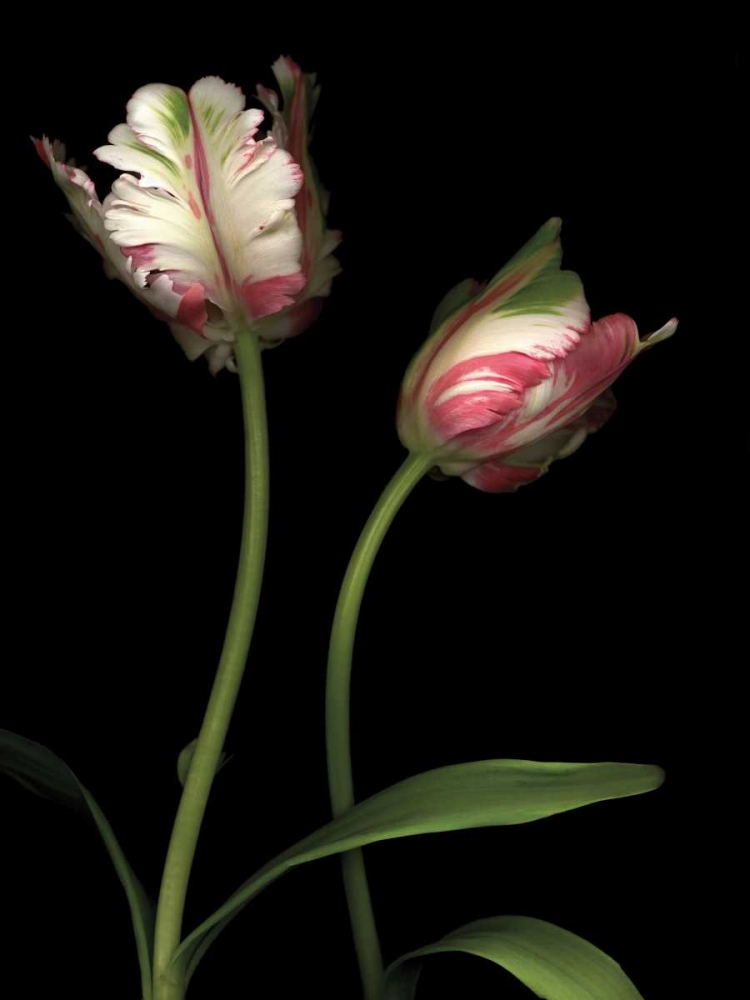 Wall art: Parrot Tulips I, by Levine, Andrew