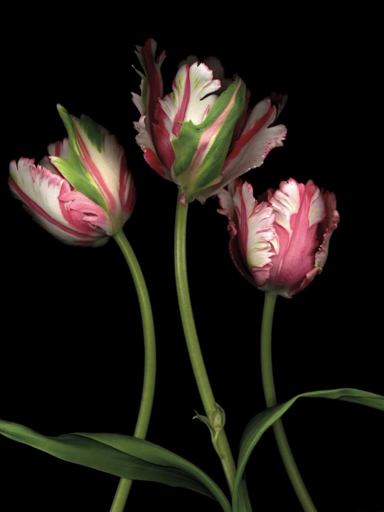Wall art: Parrot Tulips II, by Levine, Andrew