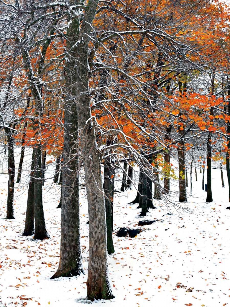 Art Print: SnowFall II