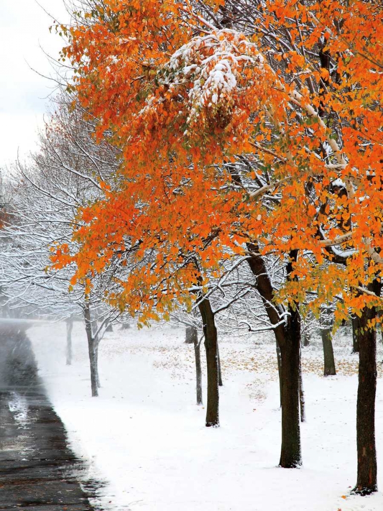 Art Print: SnowFall III