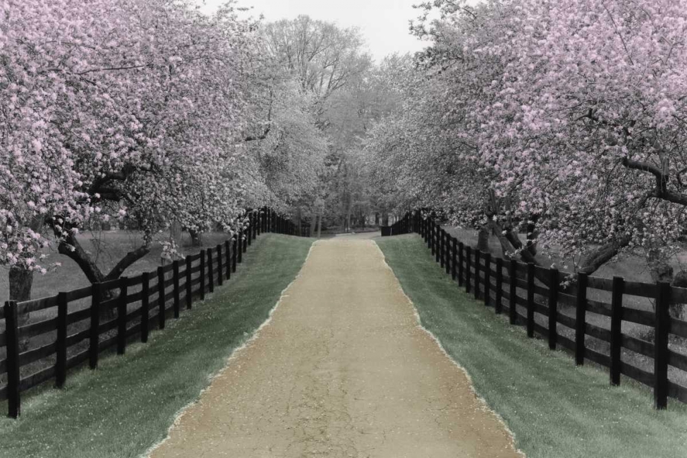Art Print: Apple Blossom Lane