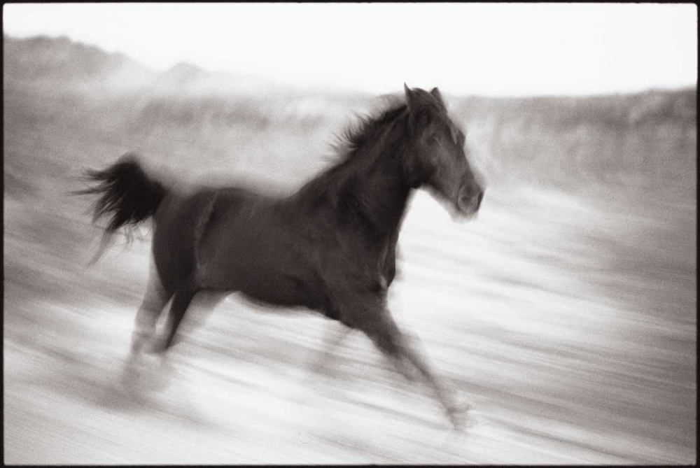 Wall Art Painting id:11363, Name: Americana, Artist: OMara, James