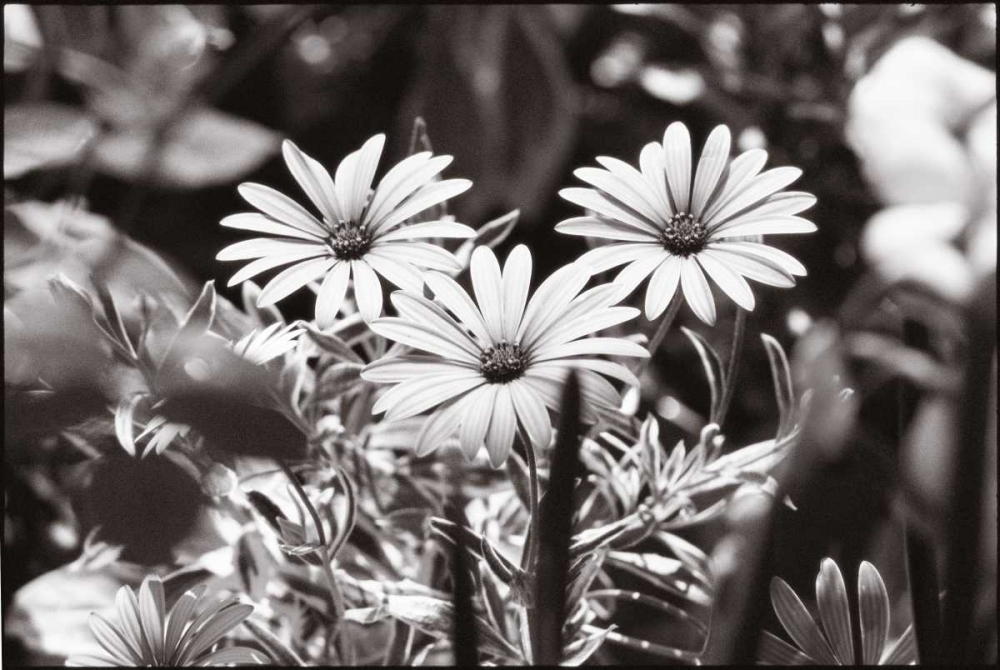 Similar wall art painting: 11521