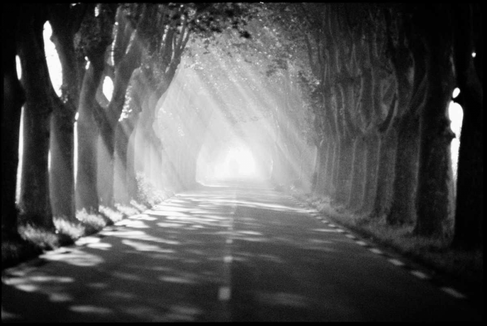 Wall Art Painting id:12325, Name: Provence, Artist: OMara, James