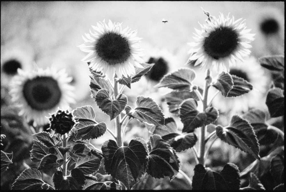 Wall art: Provence, by OMara, James