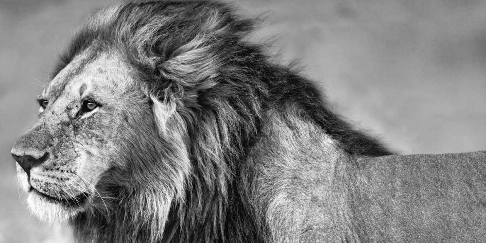 Wall Art Painting id:36842, Name: Lion Eyes, Artist: Ortega, Xavier